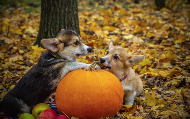 Consejos para celebrar Halloween con tus mascotas de forma segura