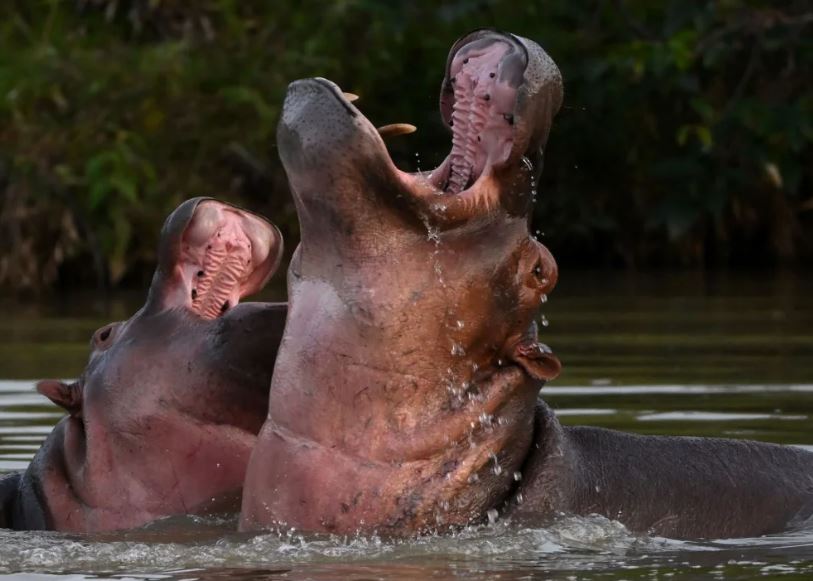 Colombia intenta controlar la población invasora de hipopótamos por medio de la esterilización