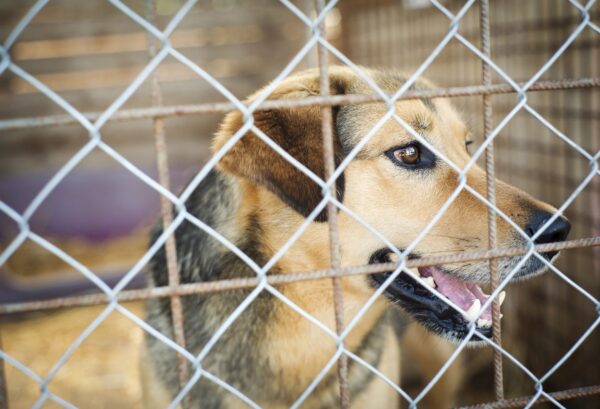 La migración de cubanos deja atrás perros y gatos, lo que pone luz sobre el aumento de la crisis en la isla