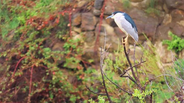Klamath celebra el Día Mundial de las Aves Migratorias; OSP investiga el West Coast Game Park Safari en relación con el cuidado de los animales; la tasa de desempleo en Oregón es del 4,7 %; un vistazo a las medidas electorales del 20 de mayo