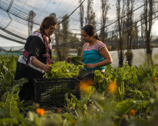 Mujeres lideran la preservación de las chinampas de la Ciudad de México para un futuro sostenible