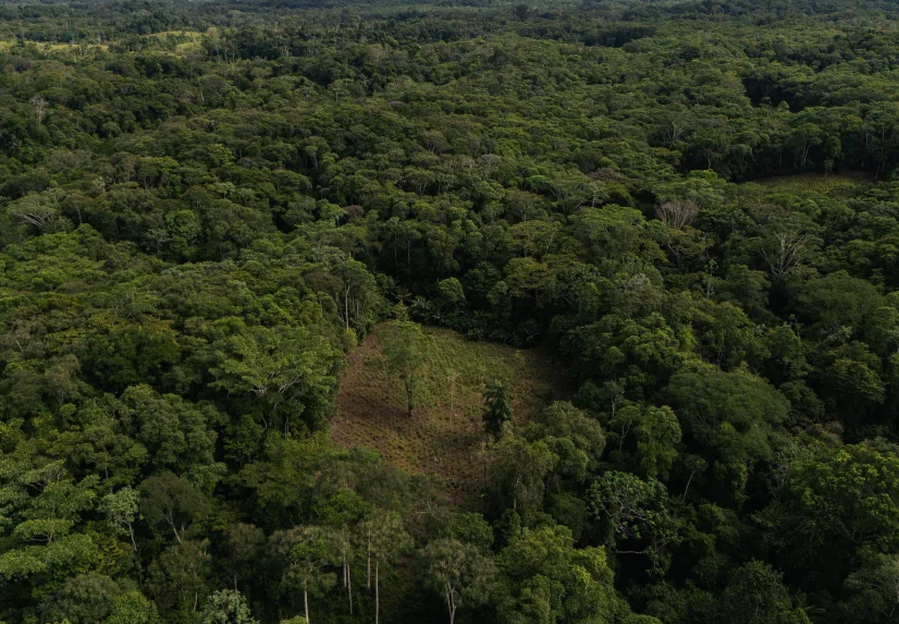 Colombia reanudará la fumigación de cultivos de coca con drones ante el aumento de la producción de cocaína