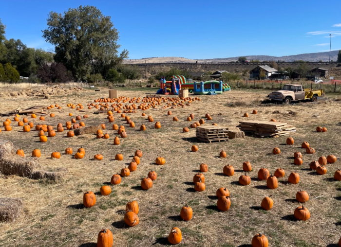 ¡Calabazas y diversión otoñal este fin de semana!